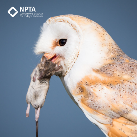 Barn owl with mouse-2